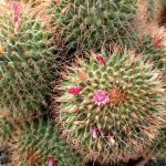 Cactus Piante Cactacee